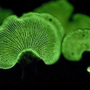 Панеллюс вяжущий светящиеся в темноте грибы